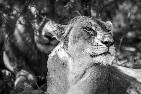 Siyah beyaz bir dişi aslan yan profili. — Stok fotoğraf