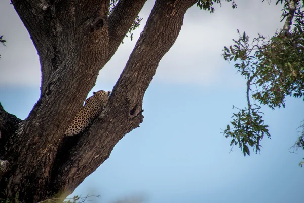 Detrás de un leopardo en un árbol en el Kruger. — Foto de Stock