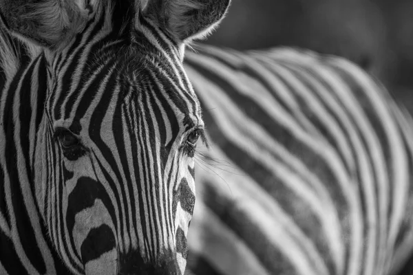 Detail hlavy Zebra v černé a bílé. — Stock fotografie