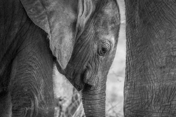 Close up de um bebê Elefante em preto e branco . — Fotografia de Stock