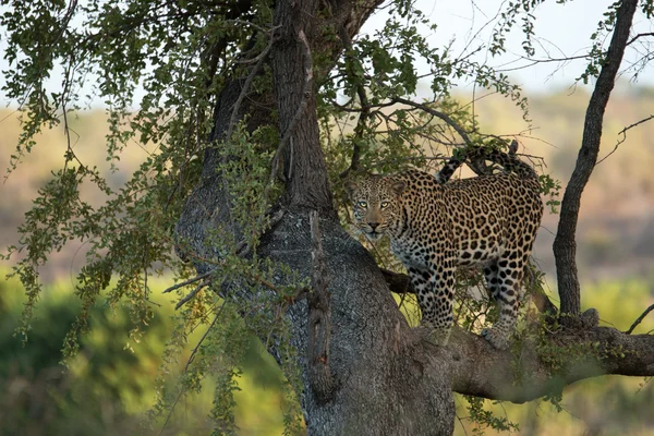Ein Leopard in einem Baum im Kruger. — Stockfoto