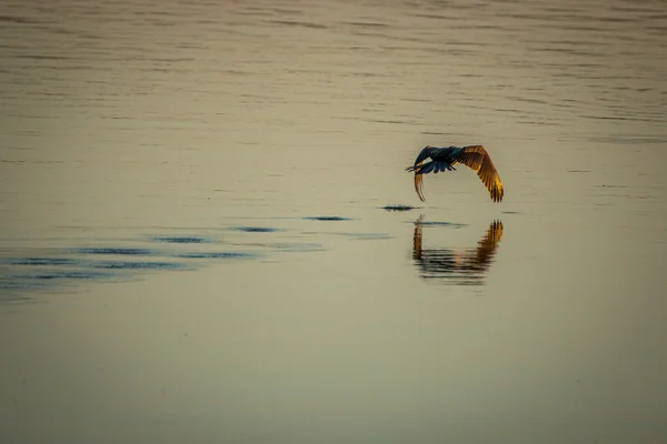 Un dardo africano volando sobre el agua . — Foto de Stock