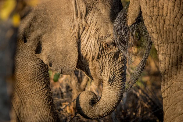 Un elefante comiendo en el Parque Nacional Kruger . — Foto de Stock