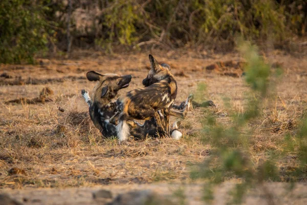 Africký divoký dogs spolu hrají. — Stock fotografie