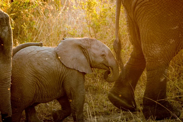 Bébé éléphant suivant sa mère au soleil . — Photo