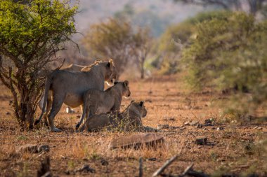 Kruger National Park içinde oynadığı üç aslan.