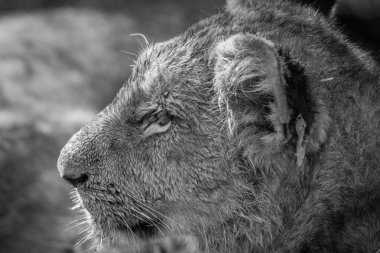 Bir aslan yavrusu siyah beyaz yan profili.