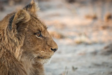 Bir aslan yavrusu Kruger National Park yan profili.