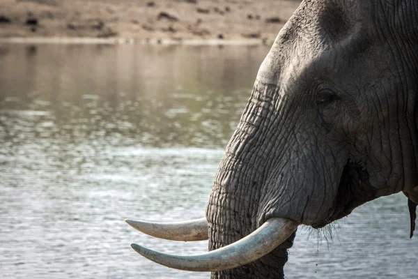 Perfil lateral de un elefante en el Parque Nacional Kruger . — Foto de Stock