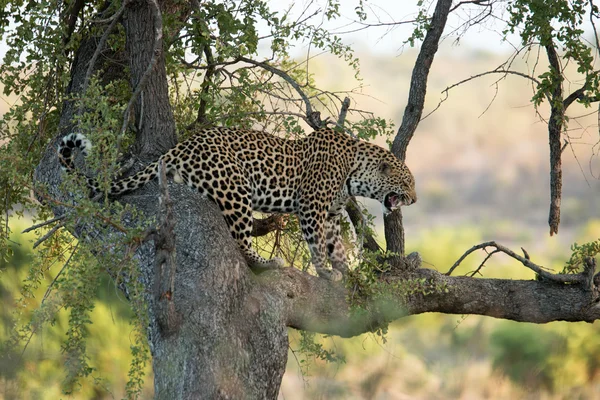 Un leopardo che ringhia su un albero . — Foto Stock