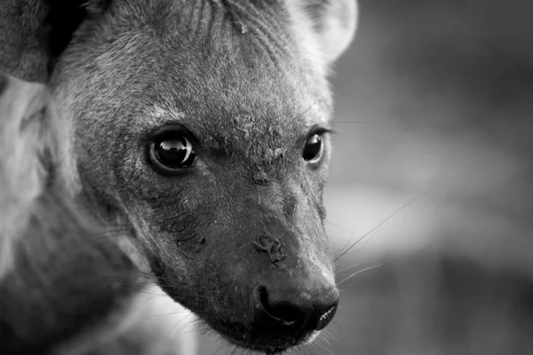 A young Spotted hyena looking at the camera in black and white. — Stock Photo, Image