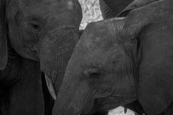 Acercamiento de dos elefantes en blanco y negro . — Foto de Stock