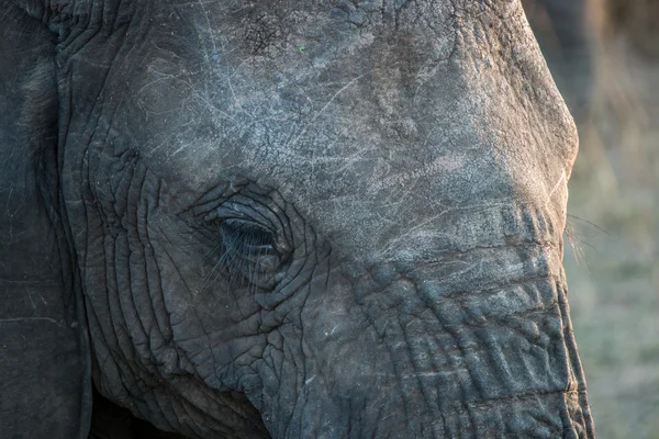 Närbild på en elefant öga i Kruger National Park. — Stockfoto