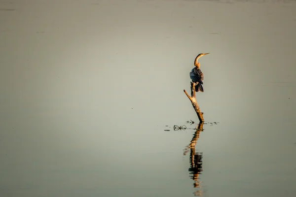 African darter sitting on a branch in the water. — Stock Photo, Image