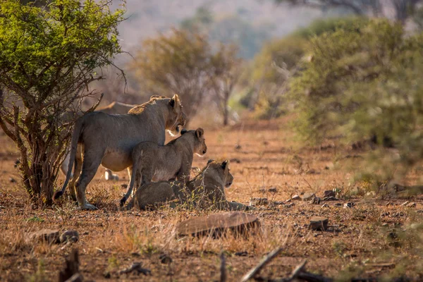 Kruger National Park içinde oynadığı üç aslan.