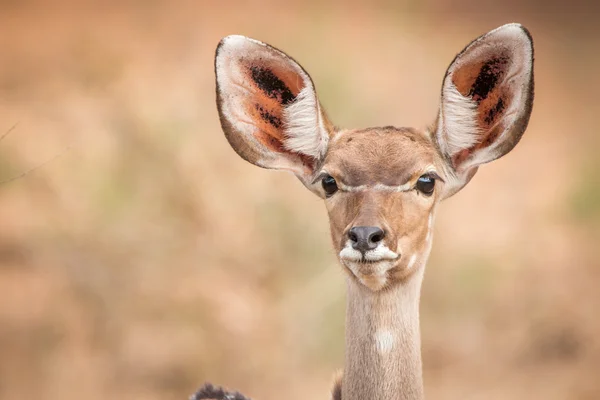 En kvinnlig Kudu huvudrollen på kameran. — Stockfoto