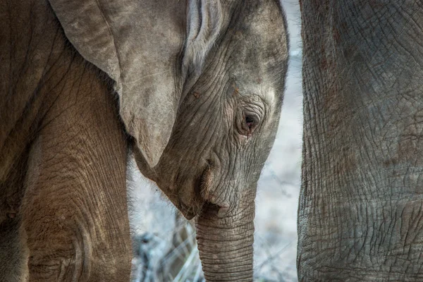 Närbild på en baby elefant i Kruger National Park. — Stockfoto