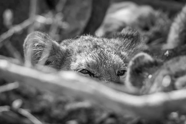 Cachorro de león mirando sobre otro león en blanco y negro . — Foto de Stock