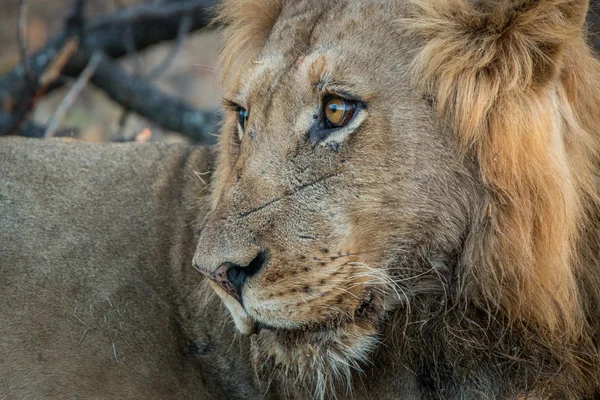 Profil latéral d'un lion mâle . — Photo