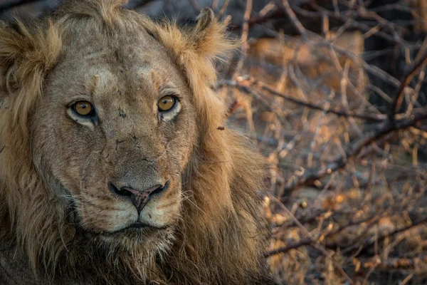 Mężczyzna lew wystąpili w Parku Narodowego Kruger. — Zdjęcie stockowe