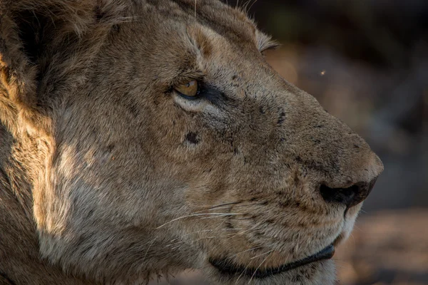 Perfil lateral de um Leão no Parque Nacional Kruger . — Fotografia de Stock