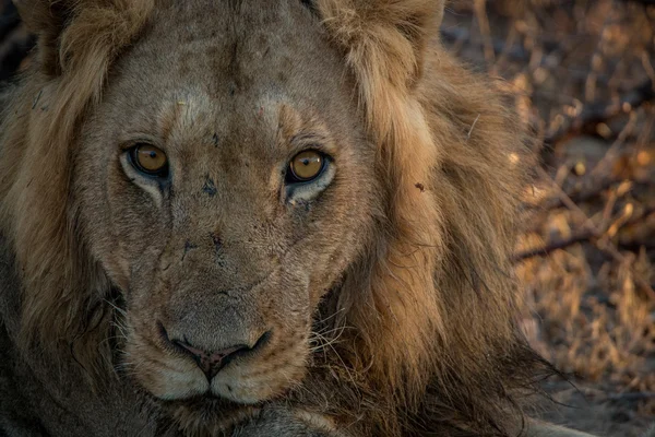 Mężczyzna lew wystąpili w Parku Narodowego Kruger. — Zdjęcie stockowe