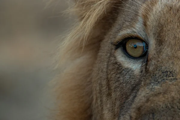 O olho de um Leão Masculino no Parque Nacional Kruger . — Fotografia de Stock