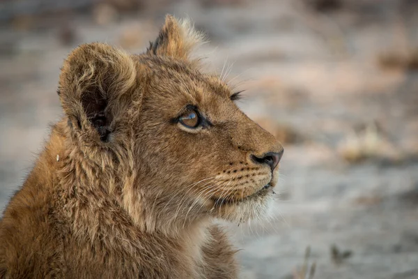 Um filhote de leão olhando para cima no Parque Nacional Kruger . — Fotografia de Stock