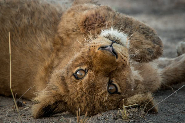 Een leeuw cub op zijn rug leggen en acteurs. — Stockfoto