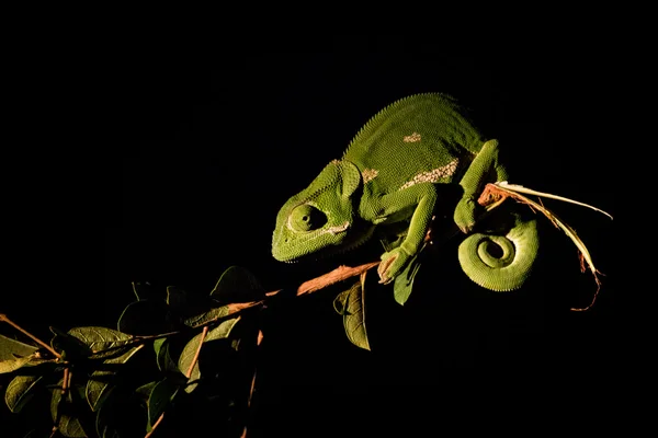 Un caméléon à rabat sur une branche à l'honneur . — Photo