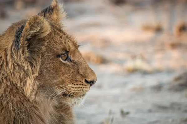 Bir aslan yavrusu Kruger National Park yan profili.