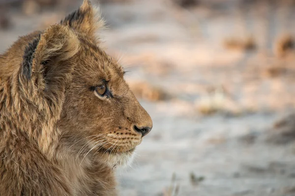 Προφίλ πλευρά του ένα λιονταράκι στο εθνικό πάρκο Κρούγκερ. — Φωτογραφία Αρχείου