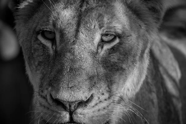 Starring Lioness in black and white.