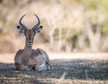 Impala laying down in the Kruger. clipart