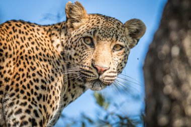 Seyir sırt içinde Kruger leoparı.