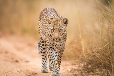 Kruger kameraya doğru yürüyen bir leopar.