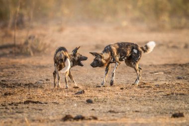 Afrika Vahşi köpekler Kruger oynarken.