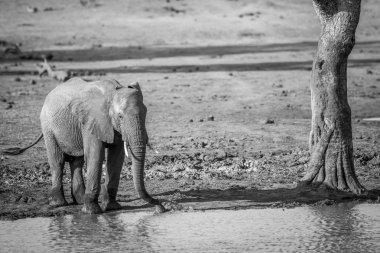 Siyah-beyaz Kruger içme bir fil.