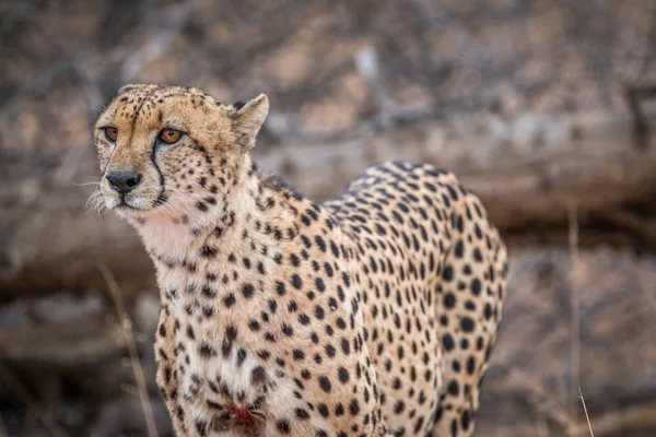 Hlavní roli Gepard v Kruger. — Stock fotografie