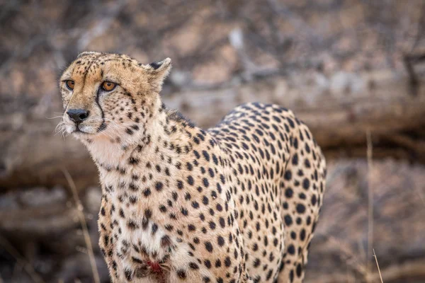 Hlavní roli Gepard v Kruger. — Stock fotografie