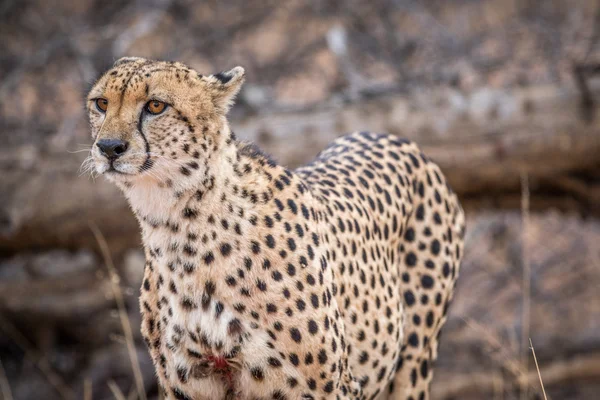 Kruger Cheetah yıldızı. — Stok fotoğraf