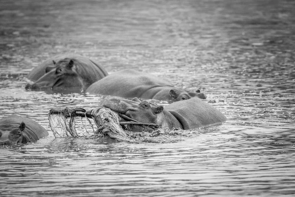 河马在黑色和白色起重黑斑羚从水里. — 图库照片