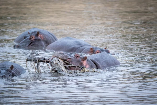 Бегемот підйомом impala з води в на Крюгер. — стокове фото