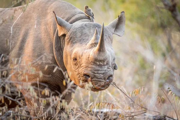 Protagonizada por el rinoceronte negro en el Kruger . —  Fotos de Stock