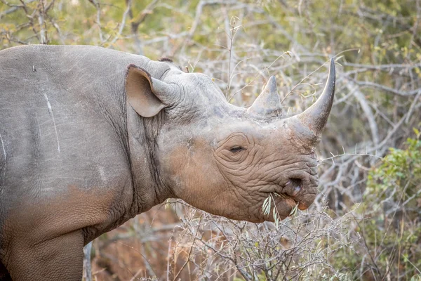 Comer rinoceronte preto no Kruger . — Fotografia de Stock