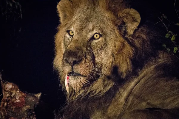 Löwenmännchen in der Rolle des Kruger. — Stockfoto