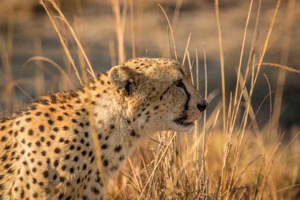 Boční profil geparda v Kruger. — Stock fotografie