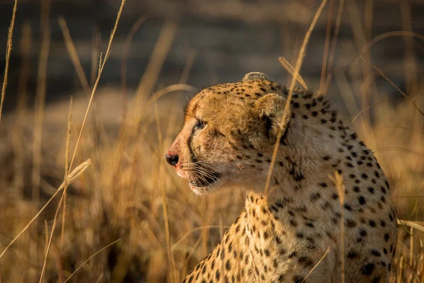 Boční profil geparda v Kruger. — Stock fotografie