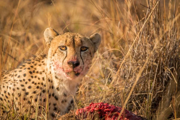 Cheetah Kruger oyuncular öldürmek. — Stok fotoğraf