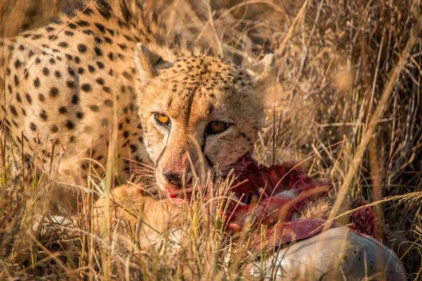 Cheetah makan di Kruger . — Stok Foto